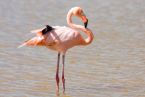 Rosaroter Flamingo