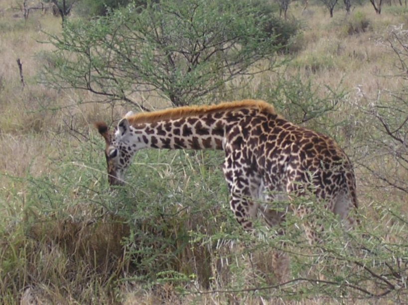 Giraffe, Manyara Park