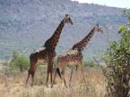 Girafes du Serengeti