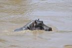 Flusspferd im Selous