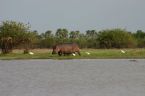 Hippo in Selous