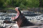 Hippopotame à Manyara