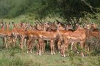 Impalas in Serengeti