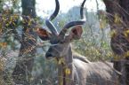 Mnnlicher Kudu
