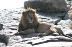 León en una roca en el Serengeti