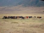 Maasai and his herd