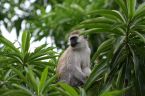 Monkey in Manyara
