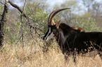 Black sable antelope