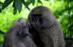 Monos babuinos en el Parque Nacional del Lago Manyara