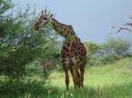 Girafe  Manyara