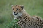 Gepard im Ngorongoro-Krater