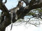 Lopard au Serengeti
